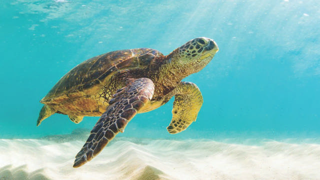 We support Plastic Change in the fight for plastic-free oceans